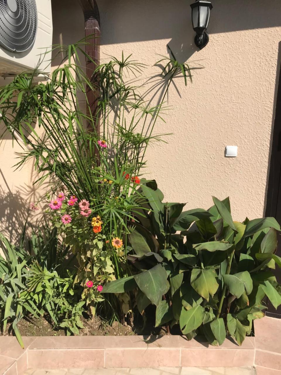 Guest House Palmovaia Gavan Gudauta Exterior foto